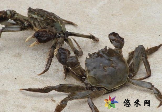 螃蟹没熟透吃了会怎样 加重肠胃负担中毒