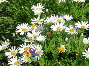 白晶菊的花朵