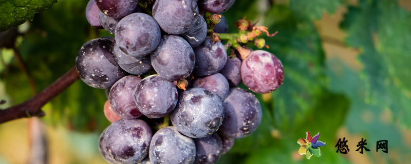 葡萄有什么颜色，不同品种和成熟度颜色