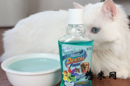 猫咪漱口水怎么用 猫咪漱口水可以加在自