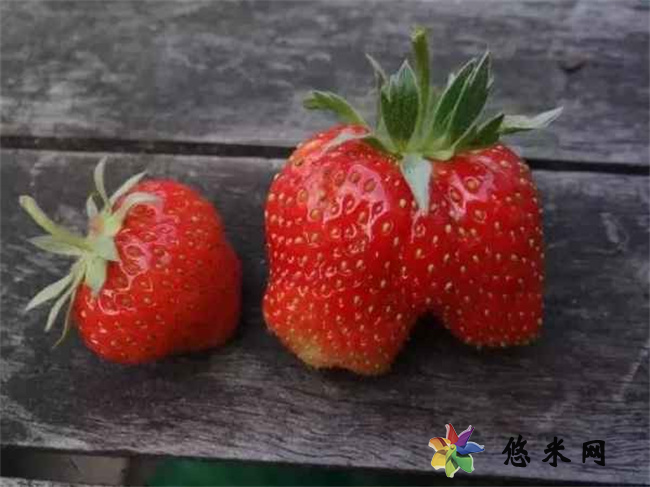 冬天大棚草莓打催熟剂吗