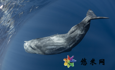 深圳大鹏近海有鲸鱼出没真的假的 在海边