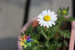 盆栽白晶菊