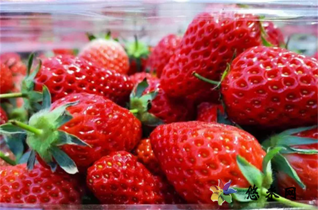 ​草莓应该怎么样正确清洗？ 