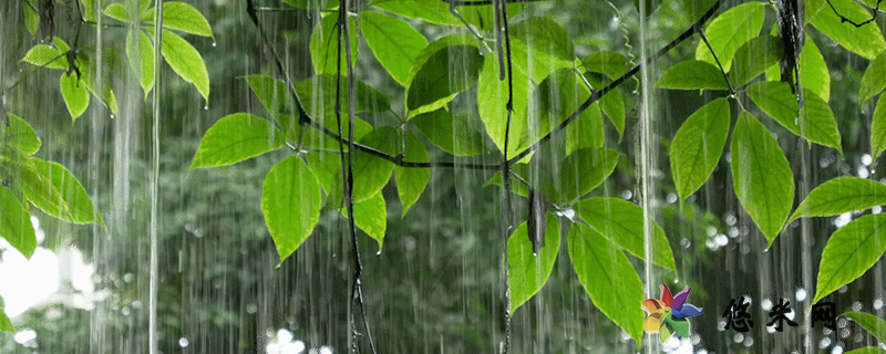 雨水节气的传统风俗有哪些 雨水节气吃什