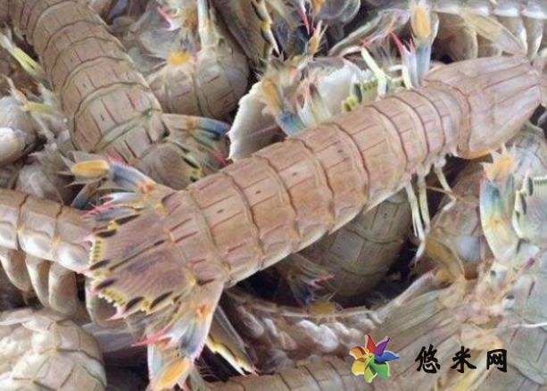 皮皮虾属不属于发物 吃皮皮虾注意什么